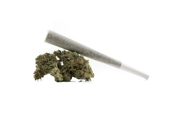 Jack Herer Sativa Pre-roll